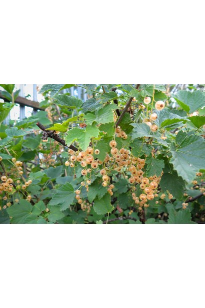 Плоды смородины Уайт Холландер на кусте